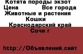 Котята породы экзот › Цена ­ 7 000 - Все города Животные и растения » Кошки   . Краснодарский край,Сочи г.